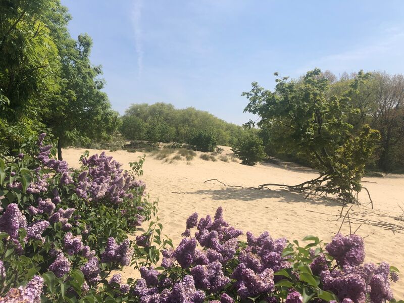 Duinen met Lila.jpg